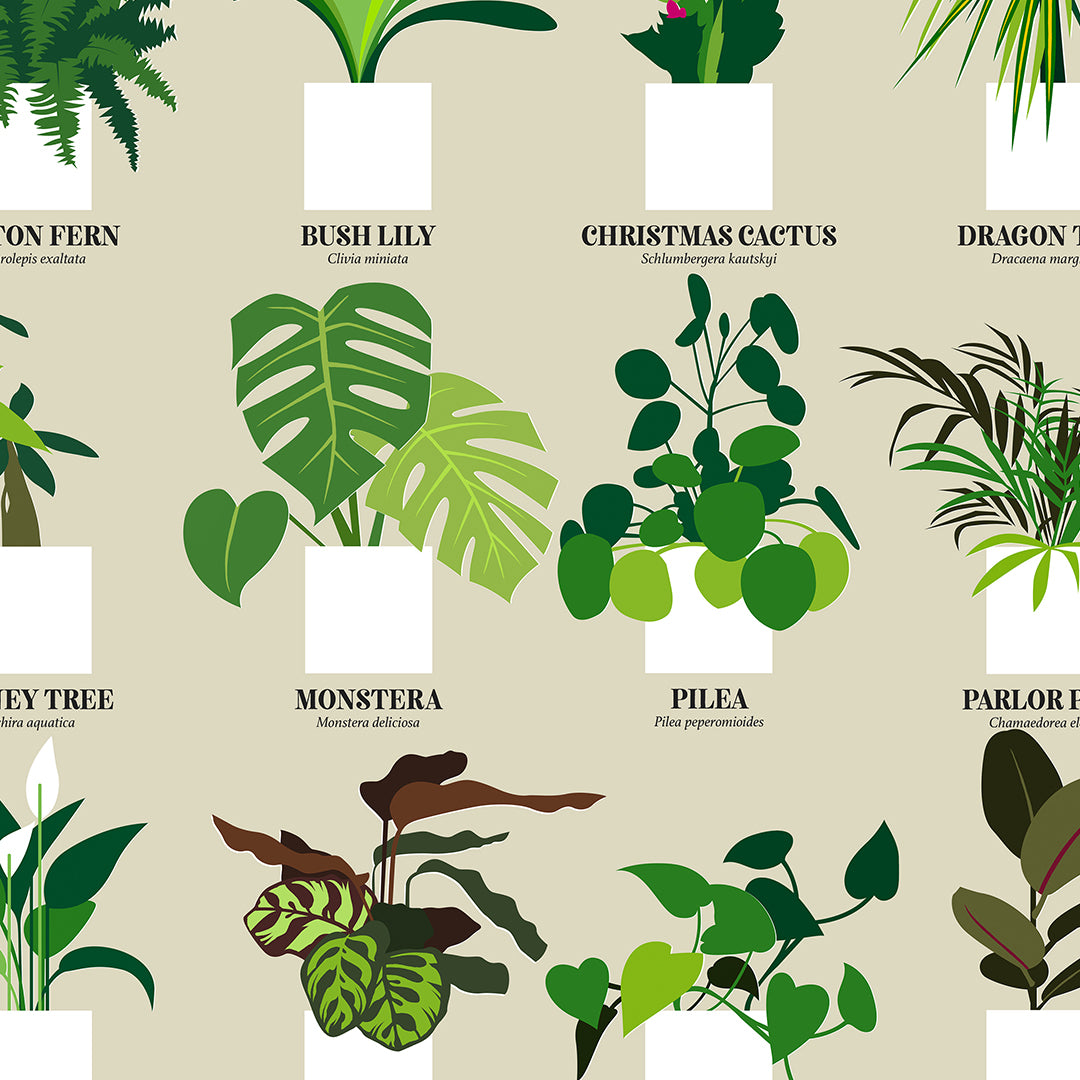 House Plants Print